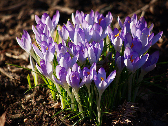 Crocus Caucus