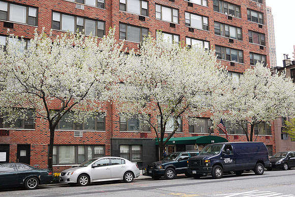 Callery Pear trees