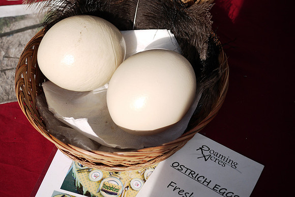 Ostrich eggs, Union Square Greenmarket