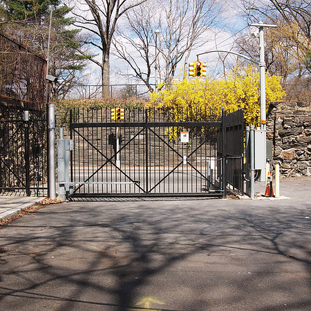 Forsythias in bloom, etc., Central Park