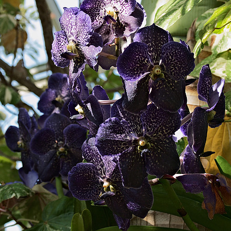 Vandas