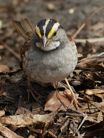 the mighty sparrow