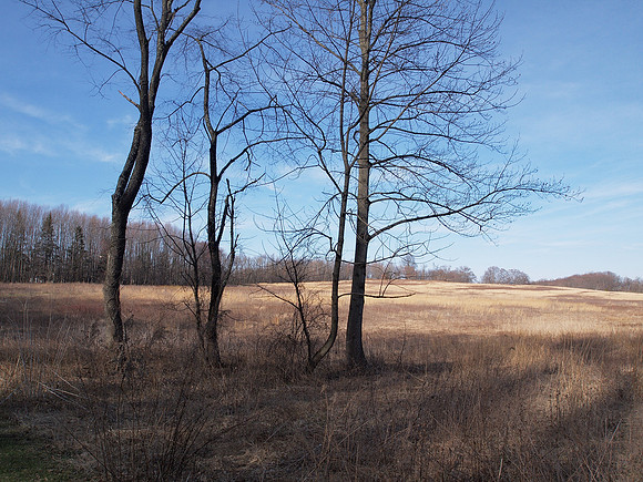 The Meadow, Longwood