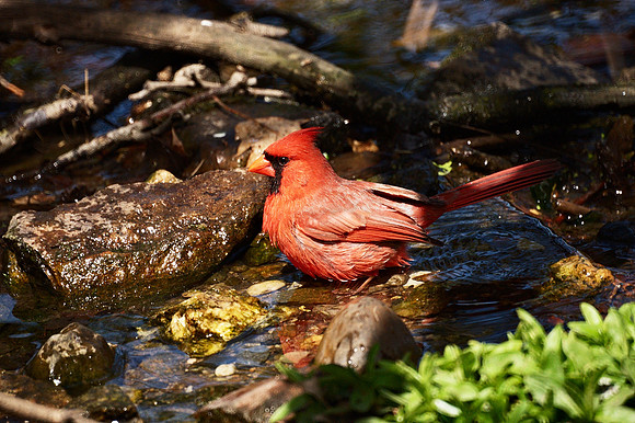 Cardinal bathing