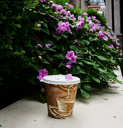 Coffee Cup, Gracie Mews
