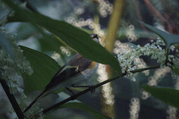 what is this bird?