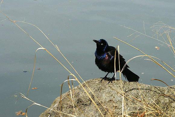 a grackle, calling / on a rock on the pond's shore / cherry blossom time