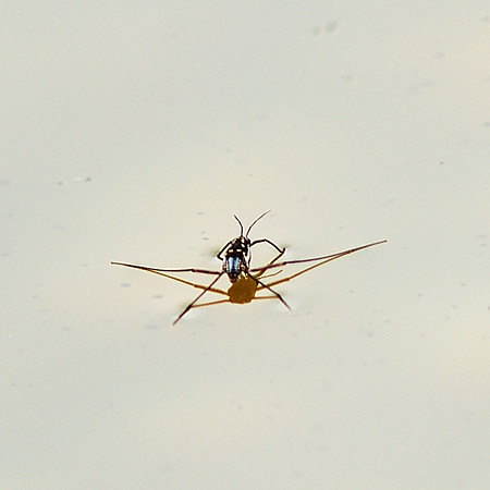 Water Strider