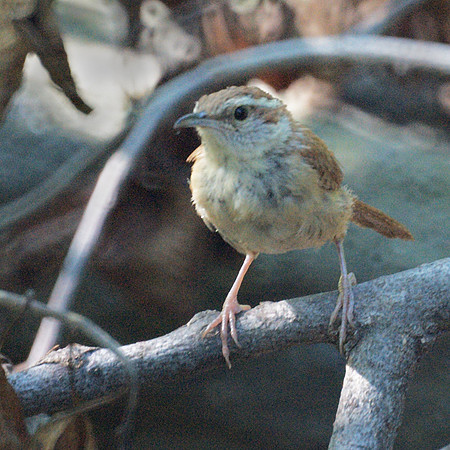 Wren, Central Park
