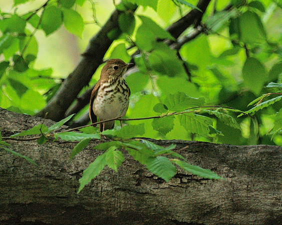 Thrush, Central Park