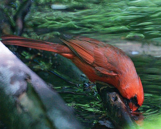 Cardinal, drinking