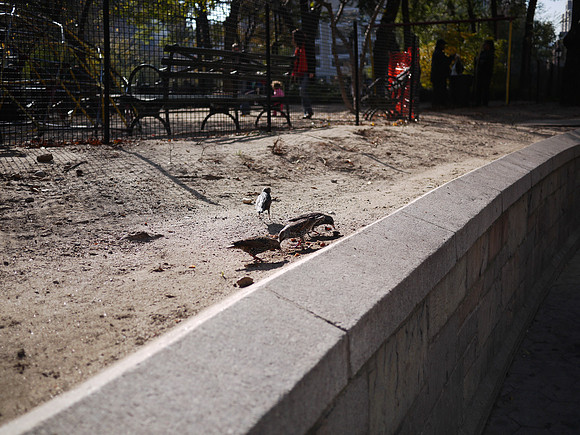 a pleasant afternoon in the park