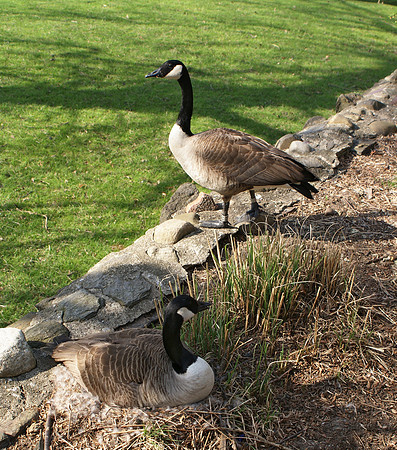 goose double portrait