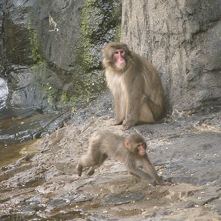 Snow monkeys, Central Park Zoo