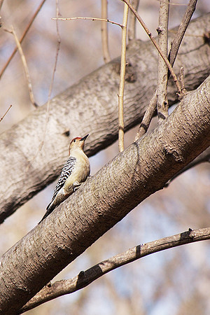 Red-Bellied Woodpecker with big plans