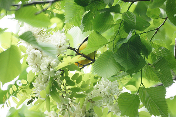 Prothonotary Warbler, Central Park