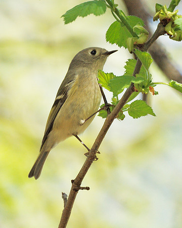 Ruby-Crowned Kinglet, NY Botanical Garden