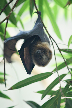 Fruitbat, Central Park Zoo