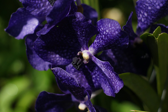 Vanda, NY Botanical Garden