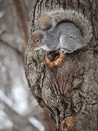 Sentry squirrel