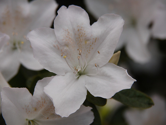 Rhododendron, Central Park Conservancy Garden