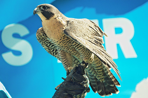 Peregrine Falcon