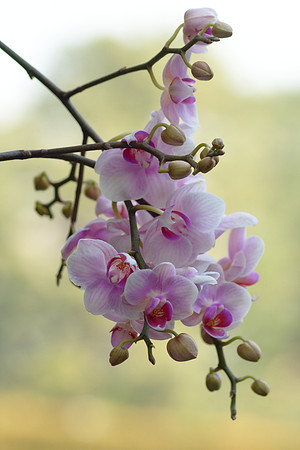 like cherry blossoms