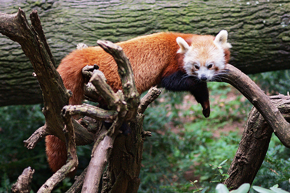 Red Panda, Bronx Zoo