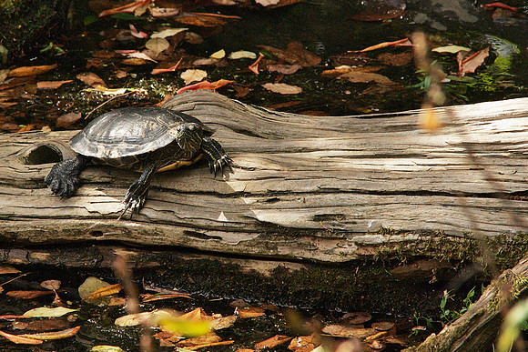 Turtle, Bronx Zoo