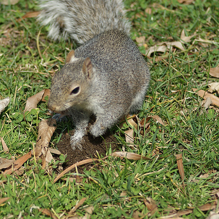 where is my acorn?