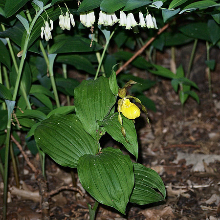 Orchid under Solomon's Seal