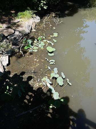 Bankrock Bridge, Central Park