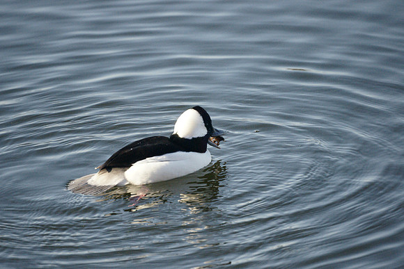 Bufflehead and crawfish