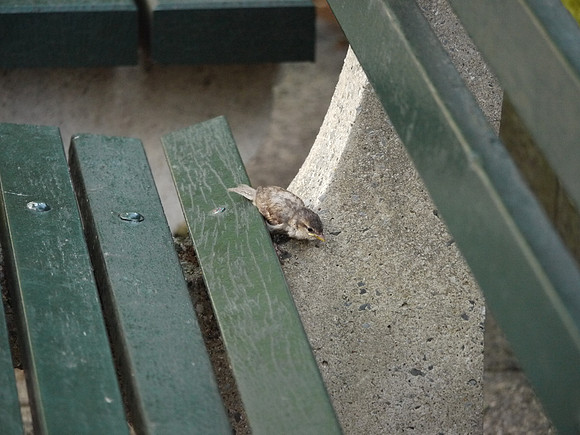 Baby Sparrow, Central Park West