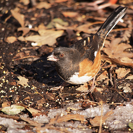 Rufous-Sided Towhee, Central Park