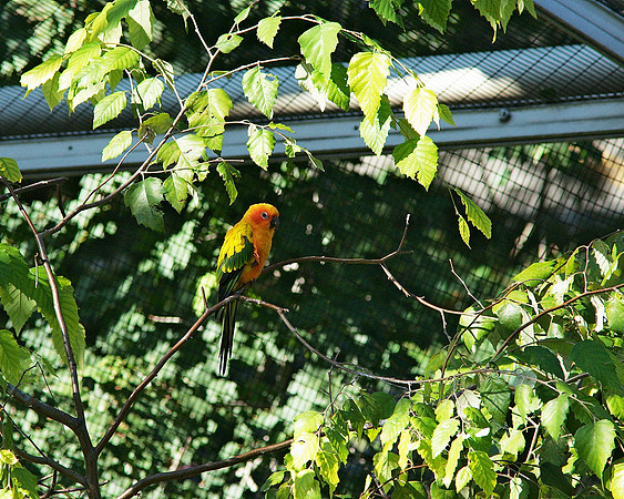 Parrot, Queens Zoo Aviary