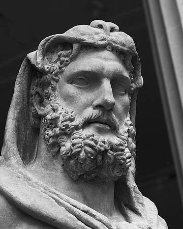Bearded Hercules