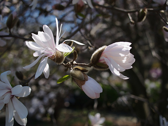 Magnolia