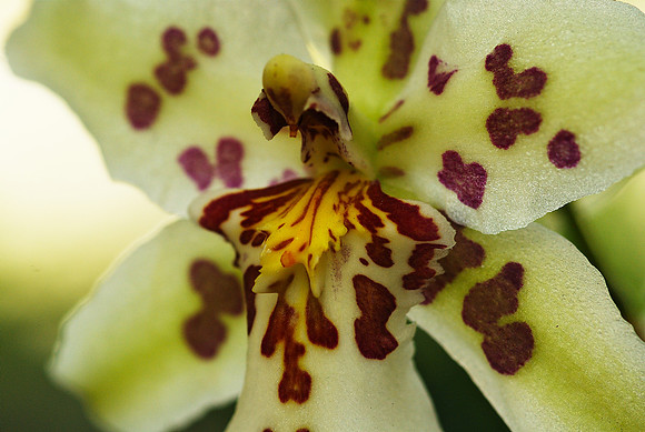 close up with Beallara Tahoma Glacier