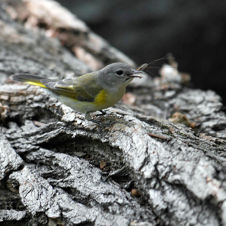 Redstart's lunch