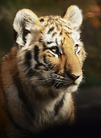 Malaysian Tiger Cub, Bronx Zoo