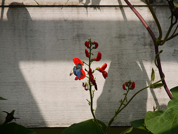Brooklyn Botanic Garden