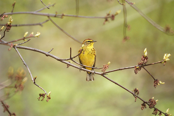 Palm Warbler, NY Botanical Garden