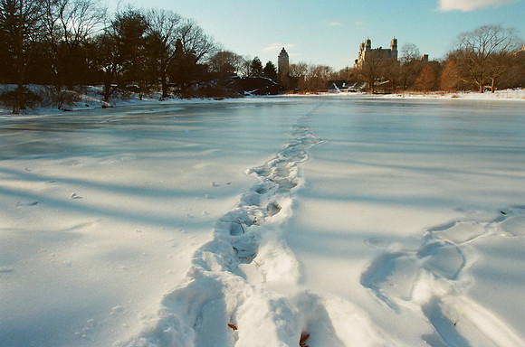 Turtle Pond