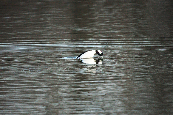 Bufflehead diving