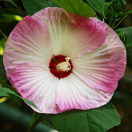 Hibiscus