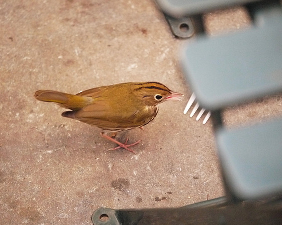 Ovenbird, Bryant Park