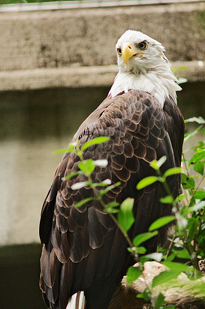 Bald Eagle, Bronx Zoo