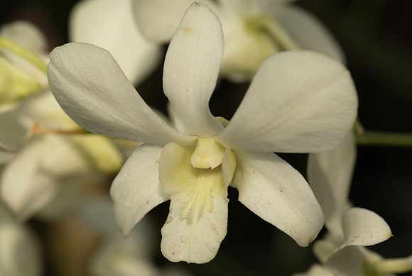 Dendrobium hybrid