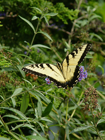Tiger Swallowtail, Brooklyn Botanic Garden